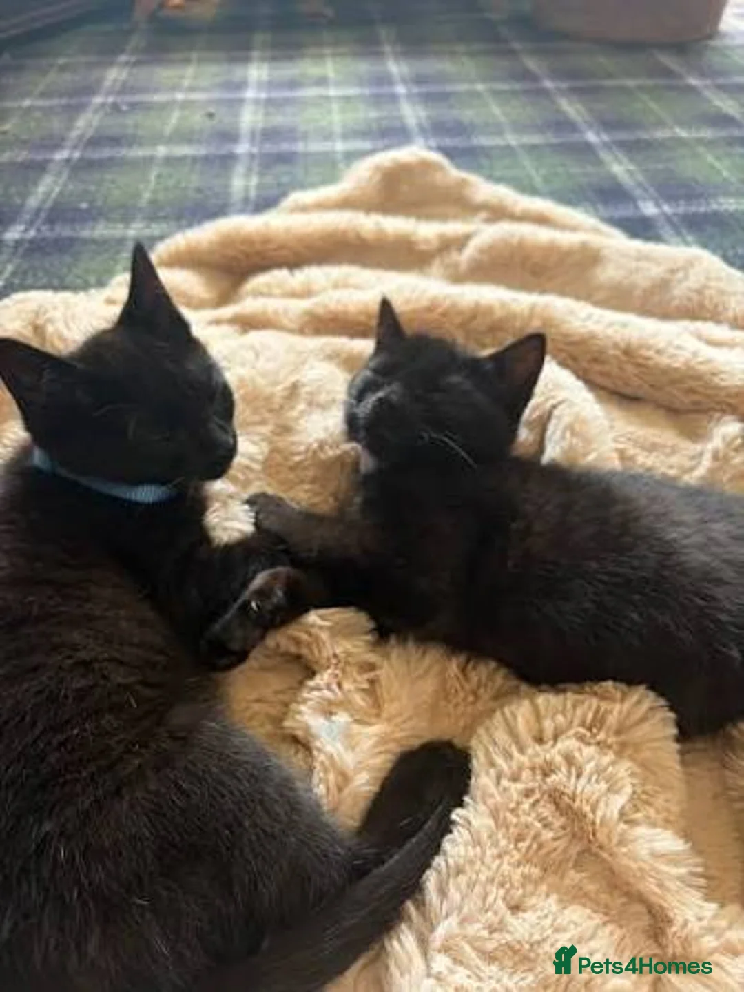 Mixed Breed cats for sale: Female kitten for sale  - Advert 2