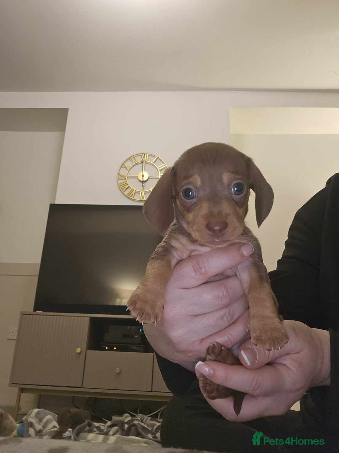 Miniature Dachshund dogs for sale: Stunning miniature dachshund puppies - Advert 18