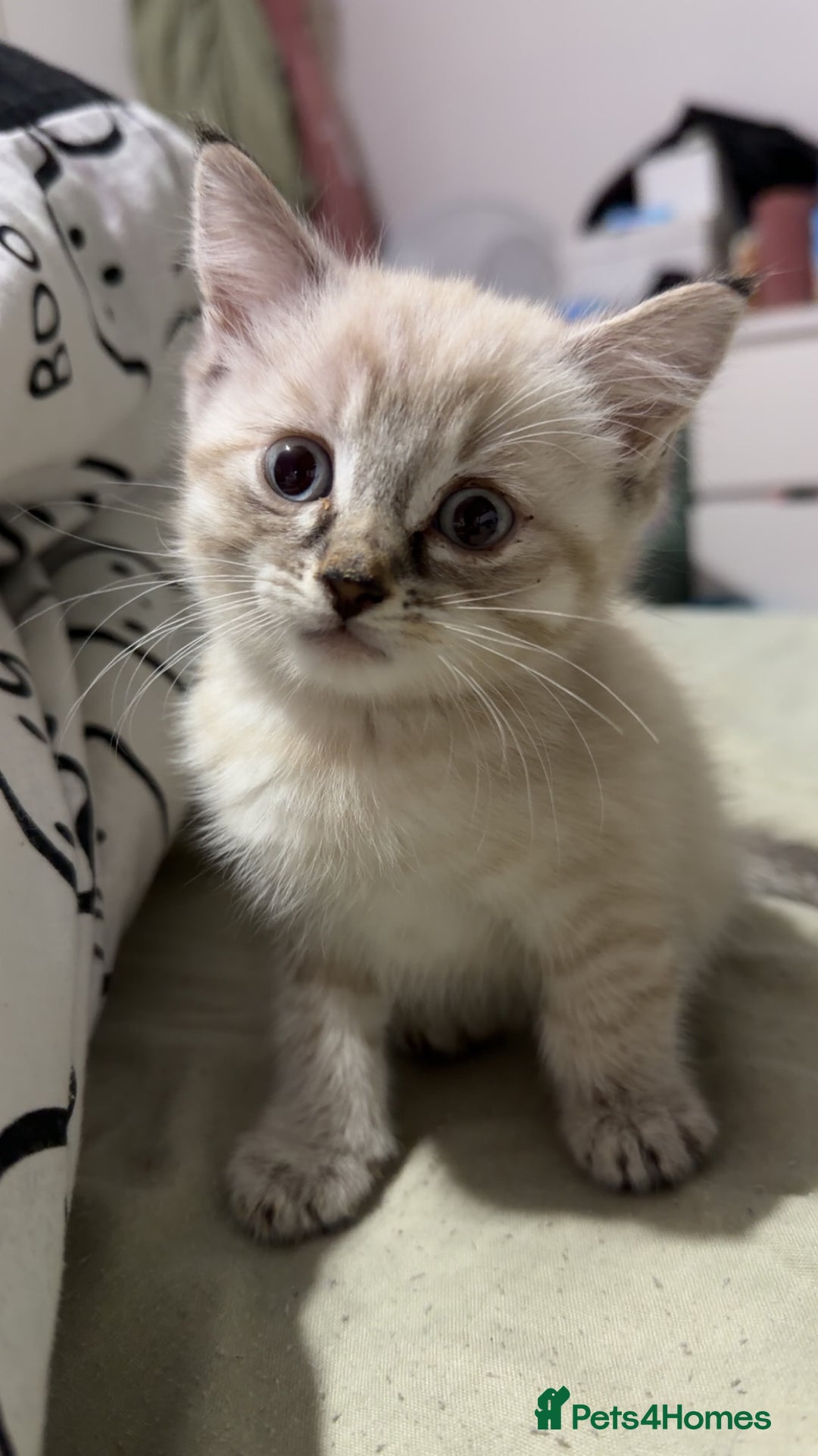 Mixed Breed cats for sale: 2 gorgeous kittens half BSH - Advert 5