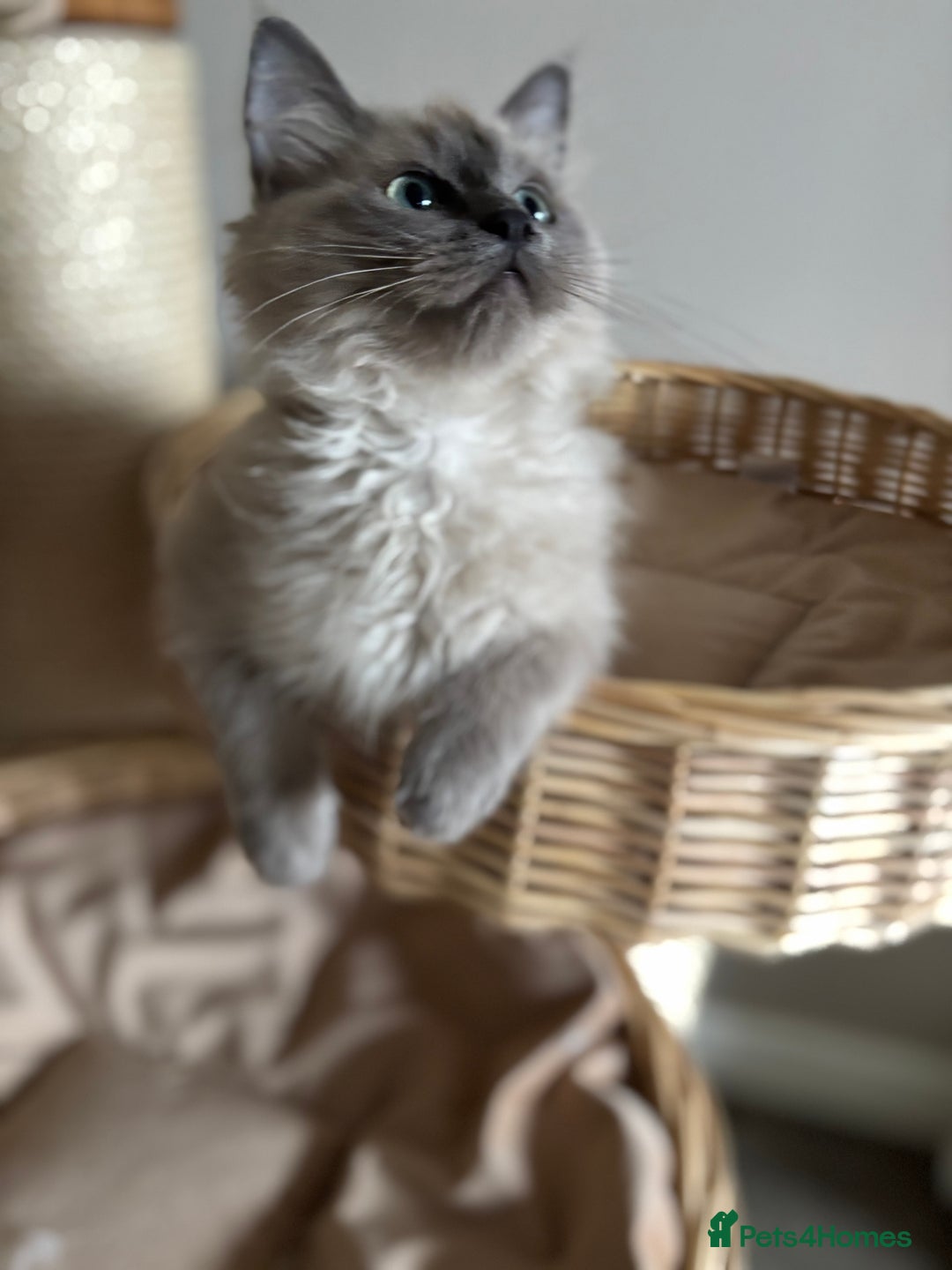 Ragdoll cats for sale: Beautiful blue mink colourpoint boy tica reg - Advert 8