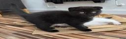 Scottish Fold cats for sale: Scottish Fold / Scottish Straight in Leicester - Advert 10