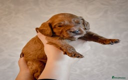 Cockapoo dogs for sale: Beautiful Cockapoo Puppies - Ready mid December - Image 7