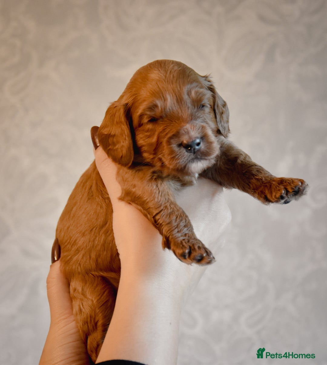 Cockapoo dogs for sale: Beautiful Cockapoo Puppies - Ready mid December - Image 7