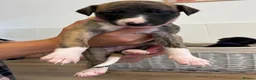Whippet dogs for sale: Whippet puppies  - Advert 19