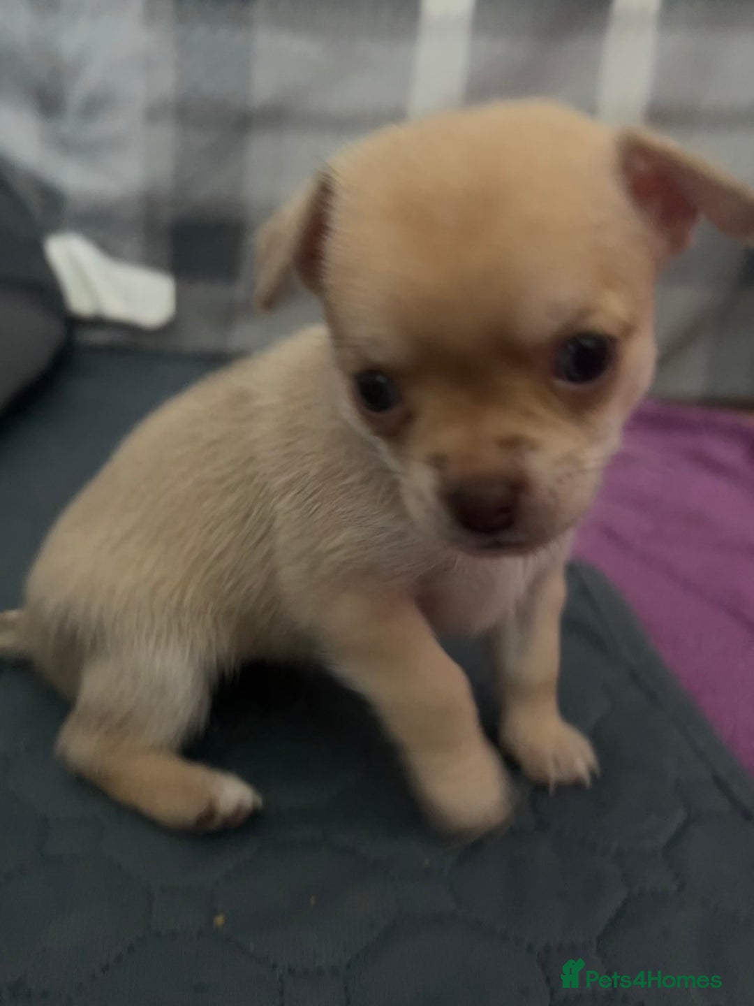 Chihuahua dogs for sale: smooth coat chihuahuas. Only the little boy left  - Advert 29