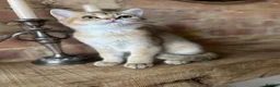 British Shorthair cats for sale: BSH Golden shaded kittens, pure breed! Ready now - Advert 4