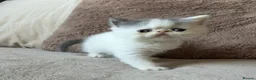 Exotic cats for sale: 4 exotic short hair boys for sale  - Advert 9