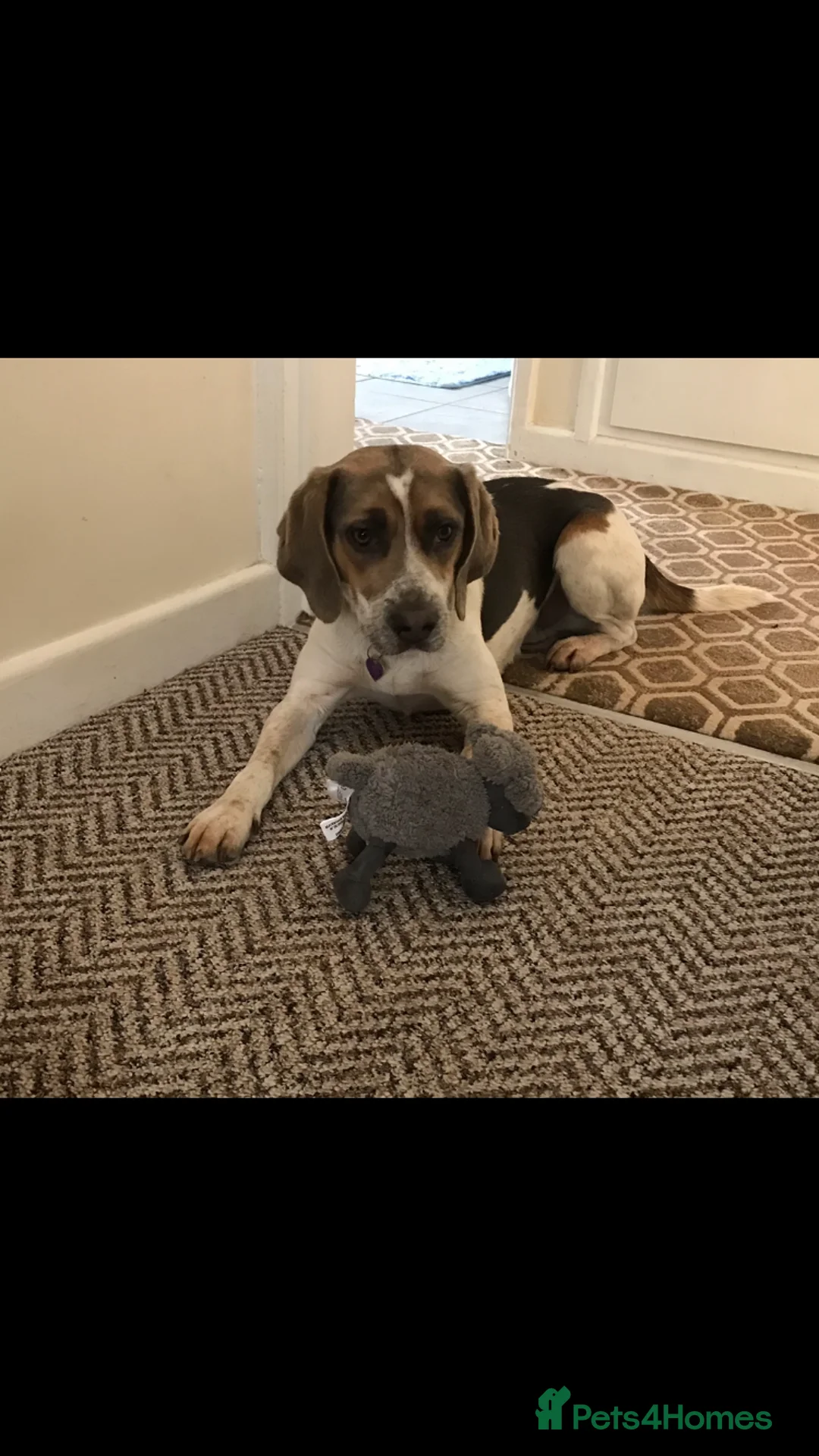 Beagle dogs for stud: Health tested blue tri beagle  stud  in Bedworth - Advert 3