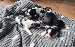 Mixed Breed dogs for sale: Spingalier pups - Image 2