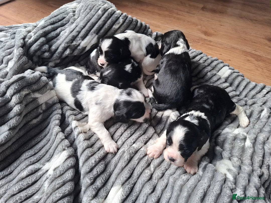 Mixed Breed dogs for sale: Spingalier pups - Image 2