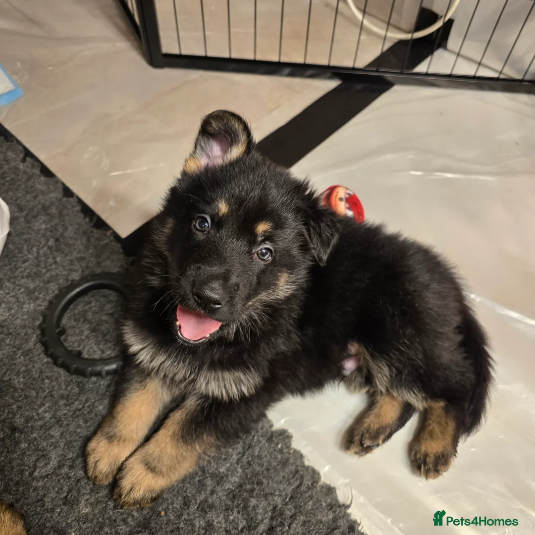 German Shepherd dogs for sale: Outstanding German Shepherd Puppies - Advert 15