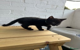 British Longhair cats for sale: Ready to home🤍 3 Black Tabby & 2 Multicoloured - Image 11