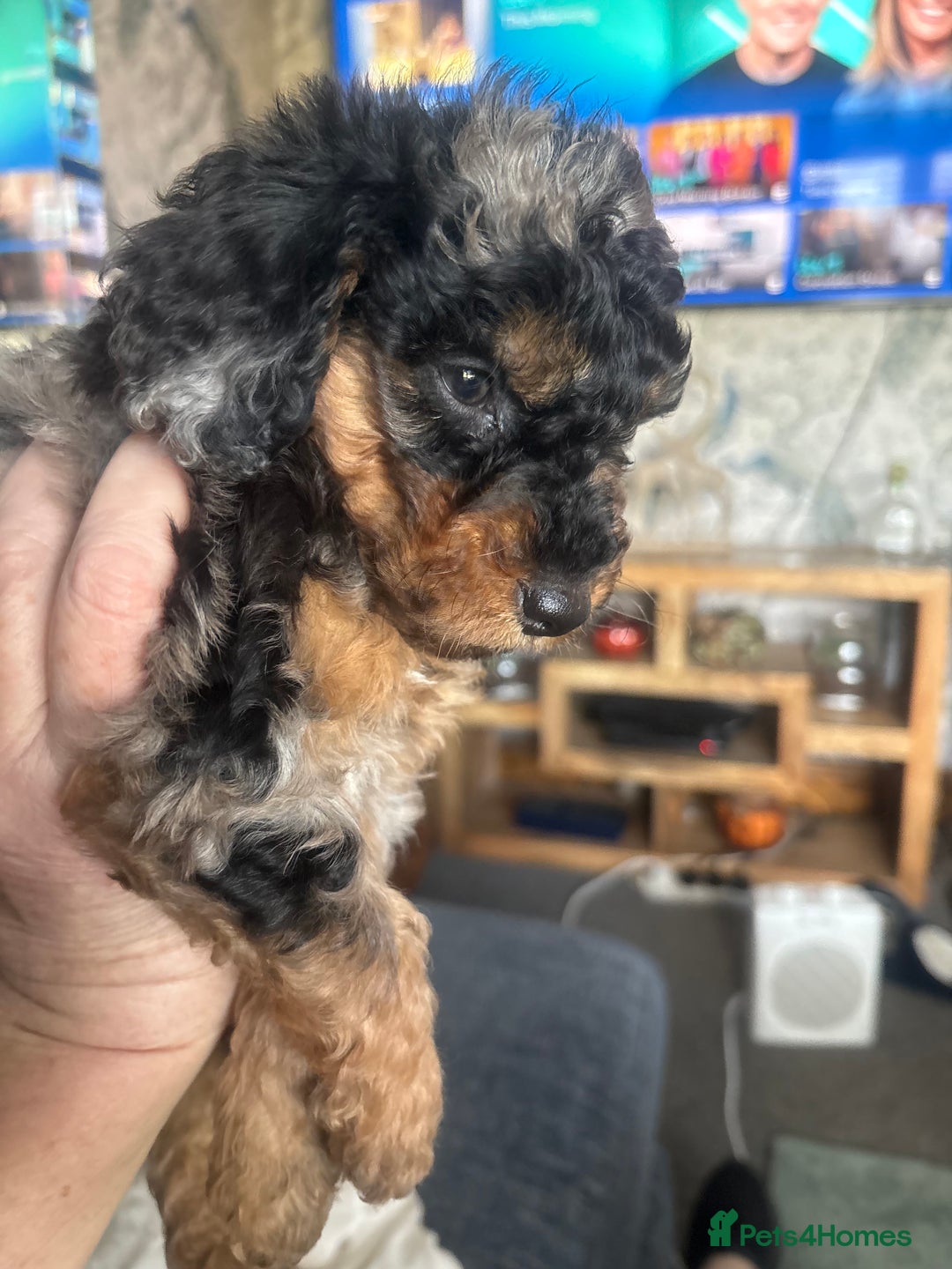 Cockapoo dogs for sale: 2 Male F2 Rare Merle Cockapoo Pups - Image 1