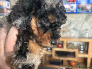 Cockapoo dogs - Advert 2