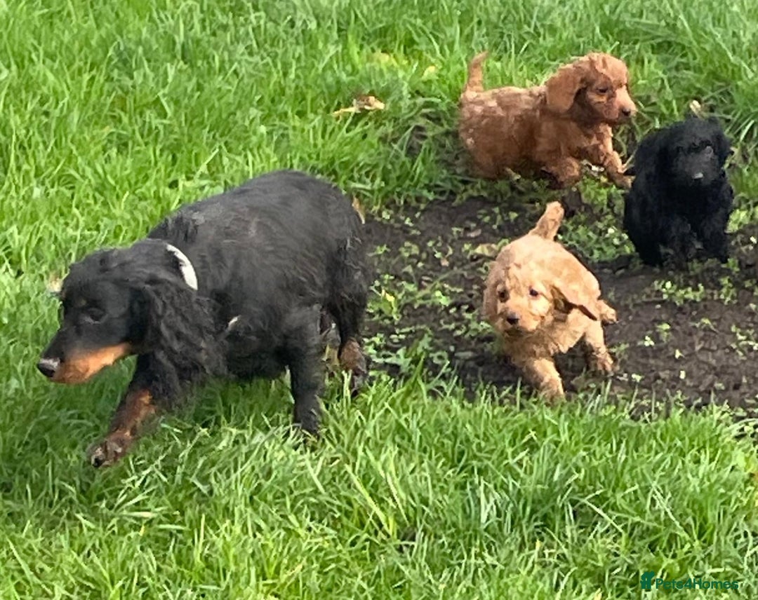 Cockapoo dogs for sale: Gorgeous cockapoo puppies - Advert 5