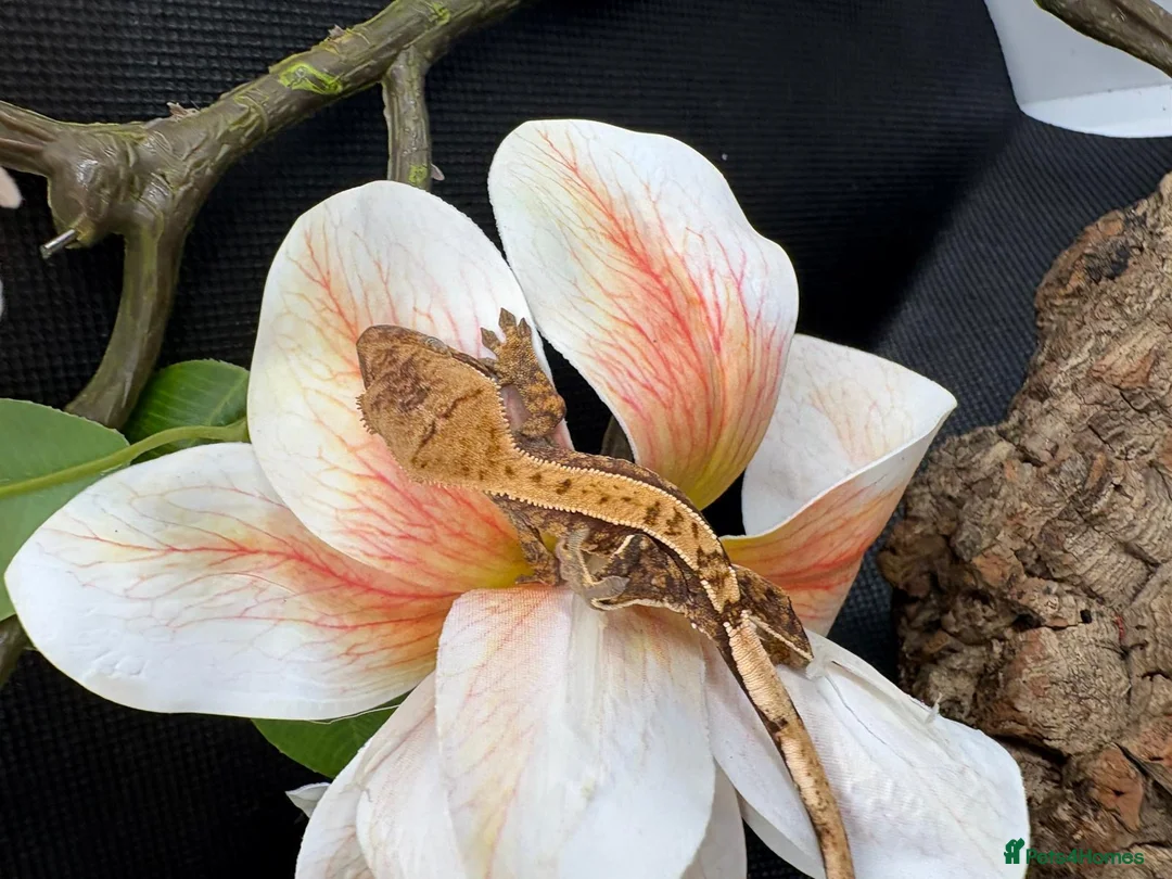 Gecko reptiles for sale: Crested gecko for sale  - Advert 8