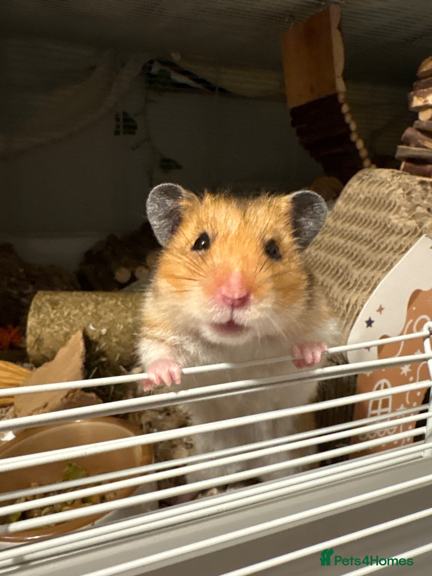 Hamster rodents Friendly hampster for sale - Advert 2