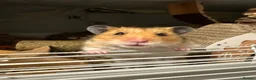 Hamster rodents for sale: Friendly hampster for sale in Dorchester - Advert 1