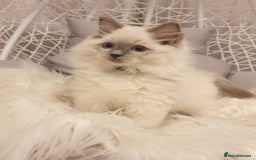 Ragdoll cats for stud: STUD! GCCF Active Registered BLUE POINT MALE STUD in Telford - Image 8