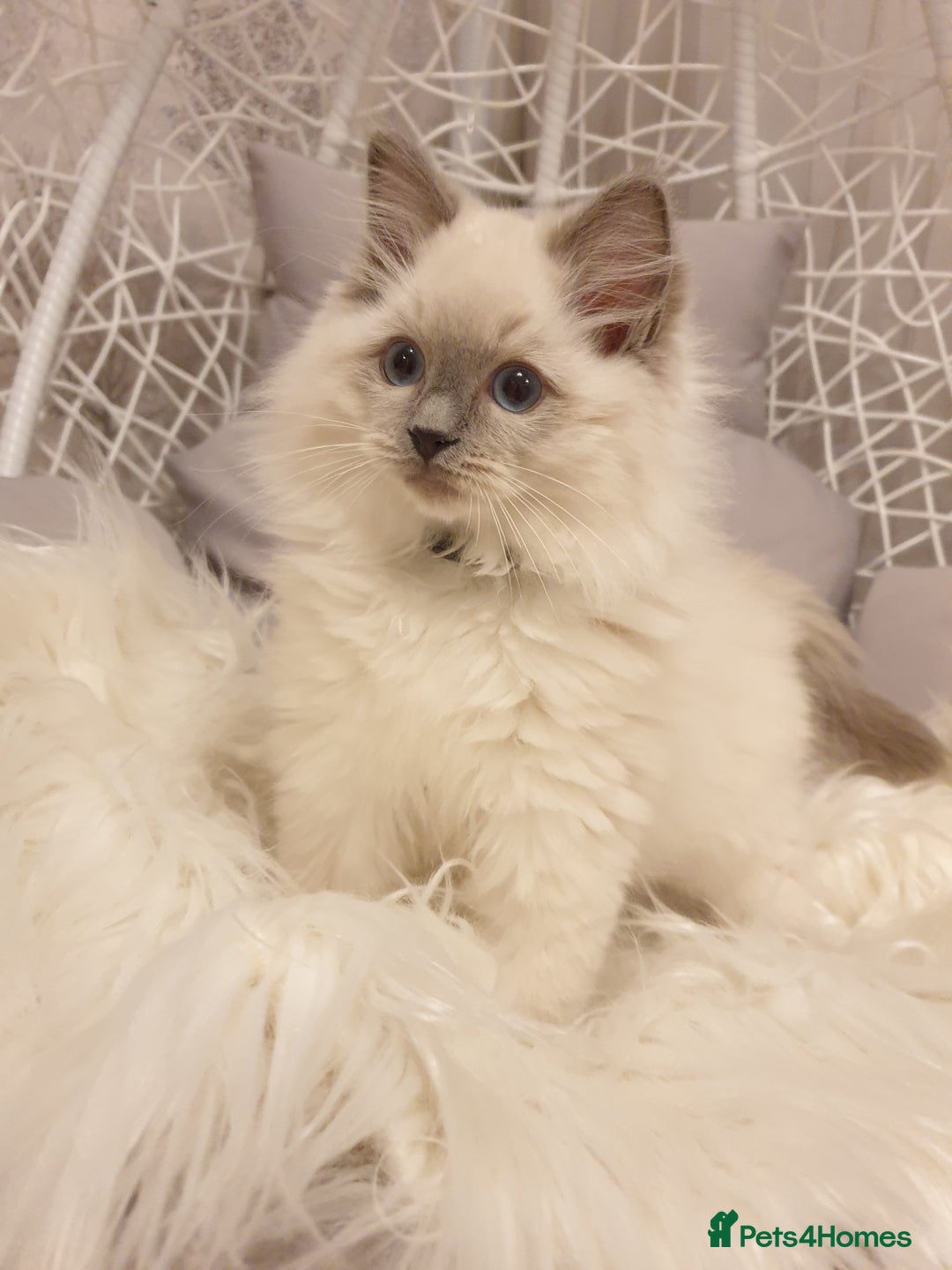 Ragdoll cats for stud: STUD! GCCF Active Registered BLUE POINT MALE STUD in Telford - Image 8