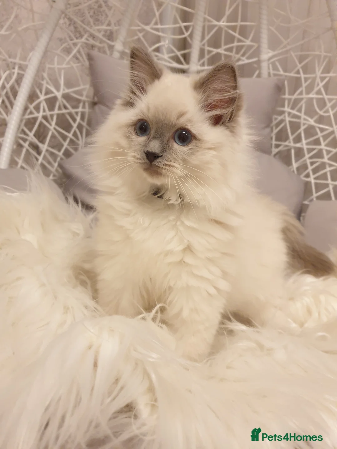 Ragdoll cats for stud: STUD! GCCF Active Registered BLUE POINT MALE STUD in Telford - Advert 8