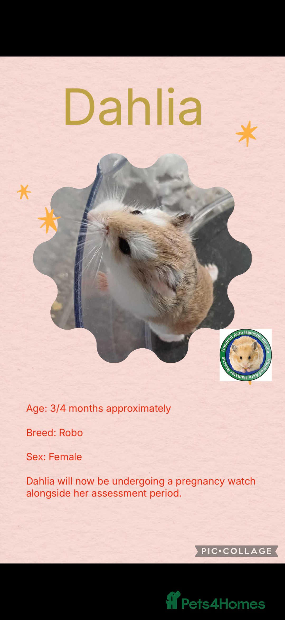 Hamster rodents for sale: Hamsters  - Advert 13