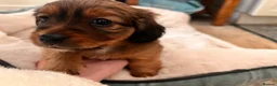 Mixed Breed dogs for sale: Miniature Daschund x 1/8th Border Terrier Puppies in Grantham - Advert 19