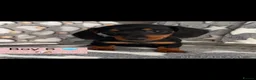 Dachshund dogs for sale: 🐾 Beautiful  Miniature Dachshund Puppies 🐾 - Advert 11