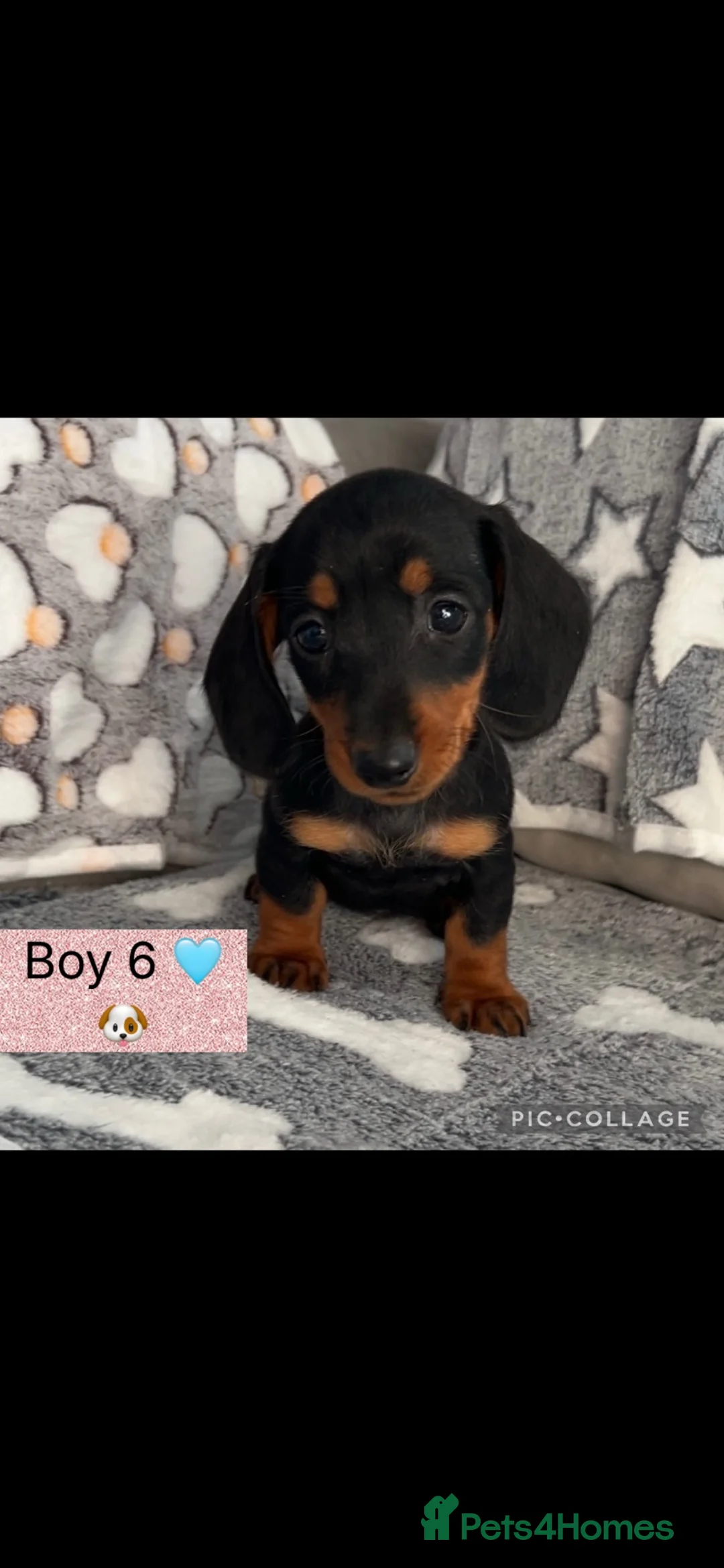 Dachshund dogs for sale: 🐾 Beautiful  Miniature Dachshund Puppies 🐾 - Advert 11