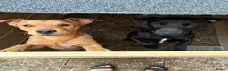 Mixed Breed dogs for sale: Axel & Winston looking for their forever home - Advert 6