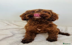 Cockapoo dogs for sale: Cockapoo female 15 months old  - Image 3