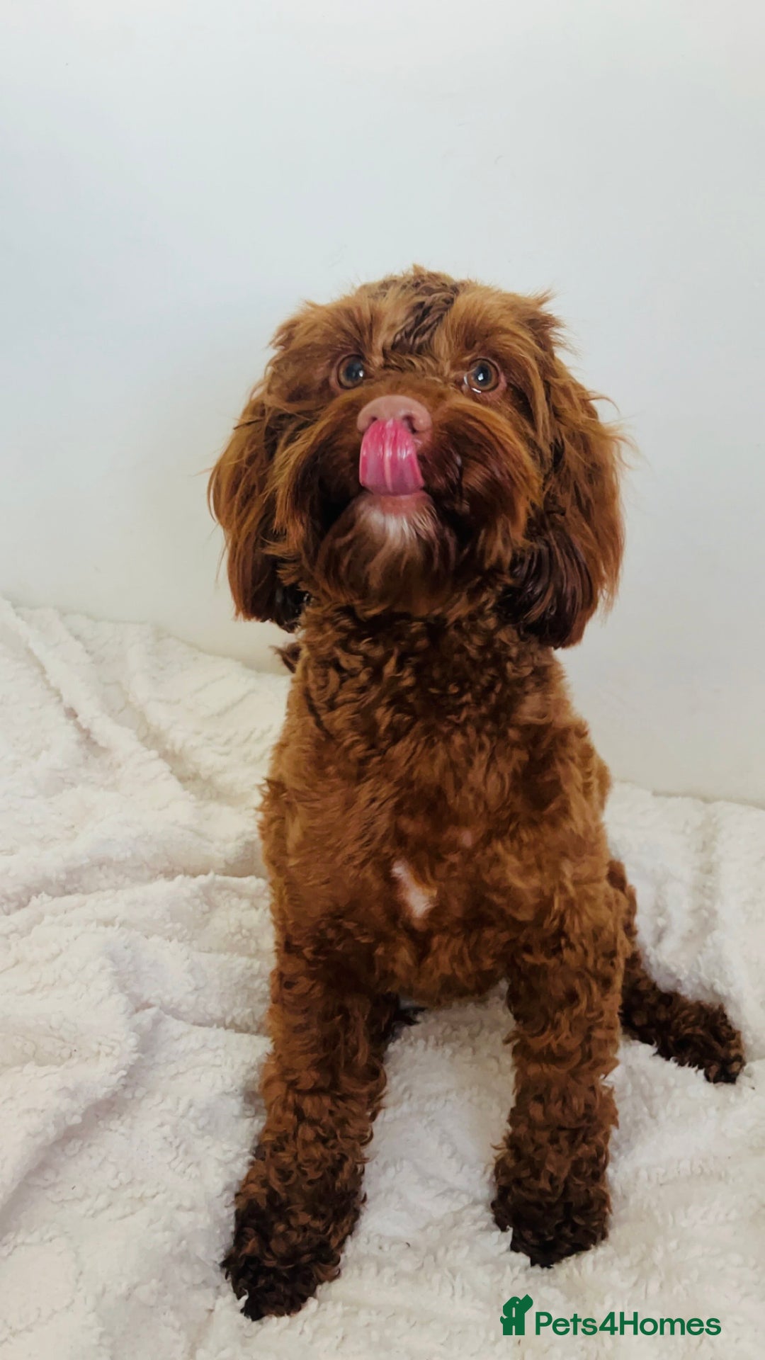 Cockapoo dogs for sale: Cockapoo female 15 months old  - Image 3