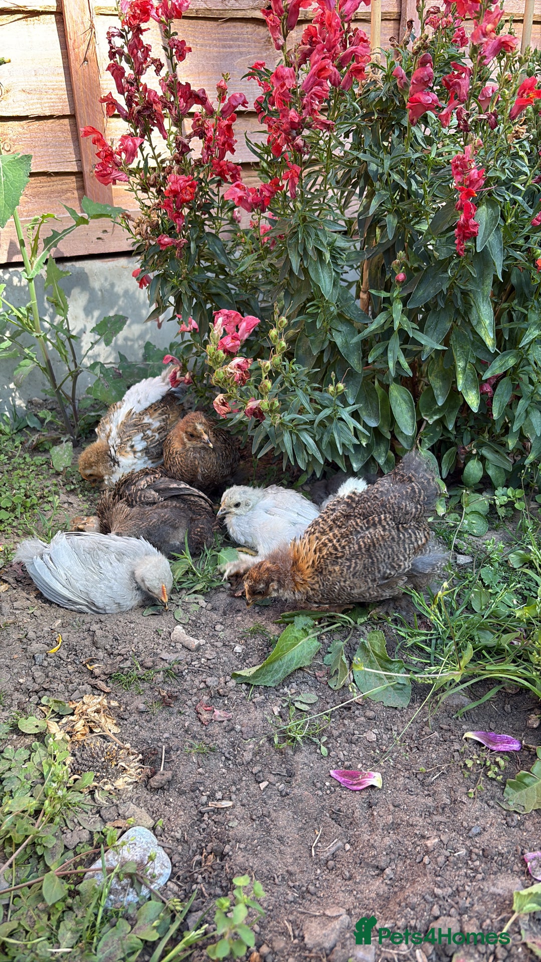 Chickens poultry for sale: Two Friendly Pekin Bantam Boys Looking for a home - Advert 9