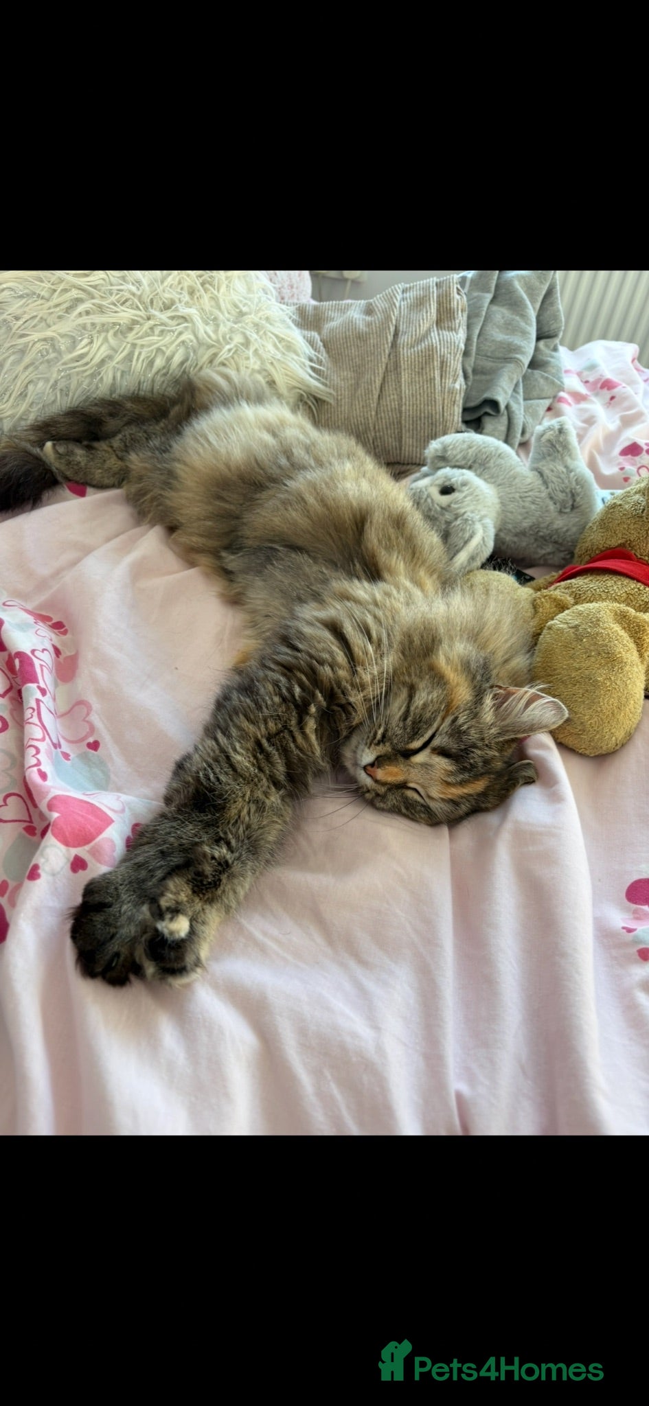 Mixed Breed cats 3 gorgeous kittens ready to go from 28th august - Advert 2