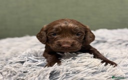 Cocker Spaniel dogs for sale: 5 Adorable working cocker spaniel pups 🐶  - Image 6