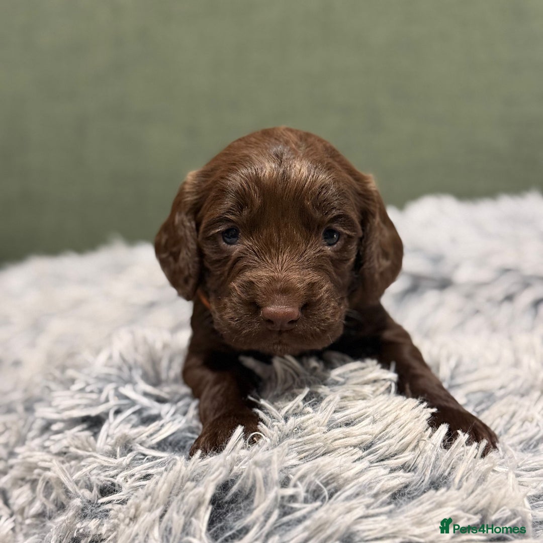 Cocker Spaniel dogs for sale: 5 Adorable working cocker spaniel pups 🐶  - Image 6