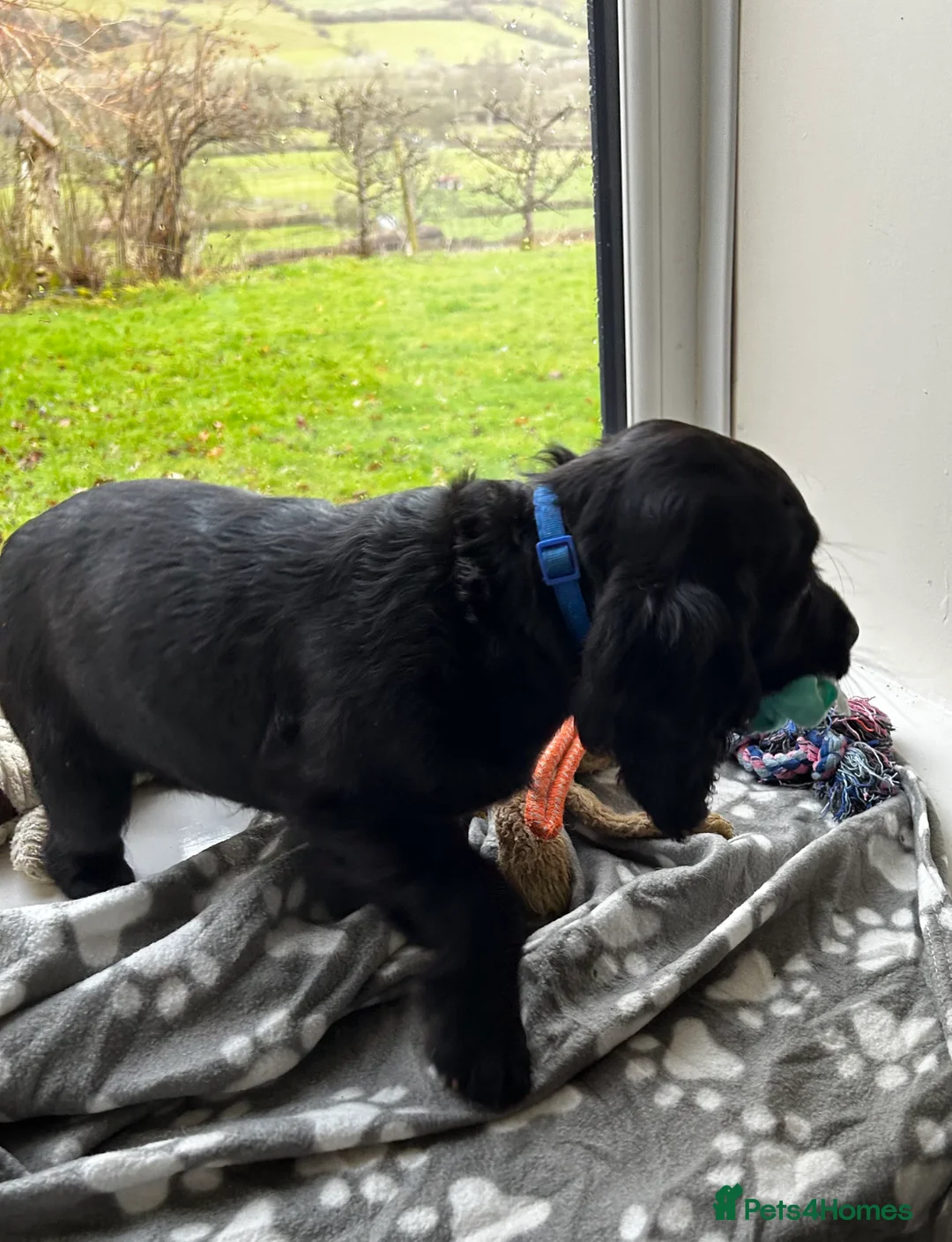 Cocker Spaniel dogs for sale: ✨ Cuddles Await from our Cocker Spaniel Pups  - Advert 16