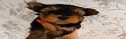 Mixed Breed dogs for sale: Pedigree Yorkshire terrier  - Advert 6