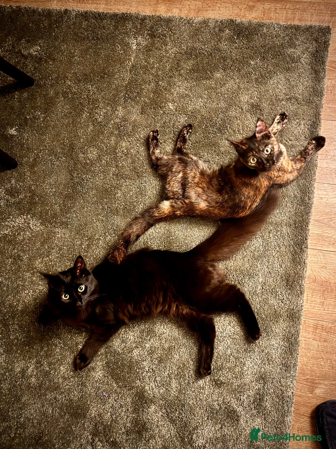 Mixed Breed cats for sale: 7 month old brother & sister looking for new home - Advert 8