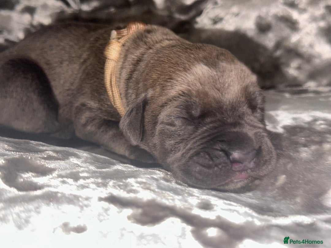 Cane Corso dogs for sale: Purebred Cane Corso  - Advert 11