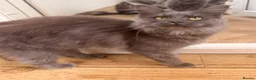 Maine Coon cats for sale: Maine coon  - Advert 5