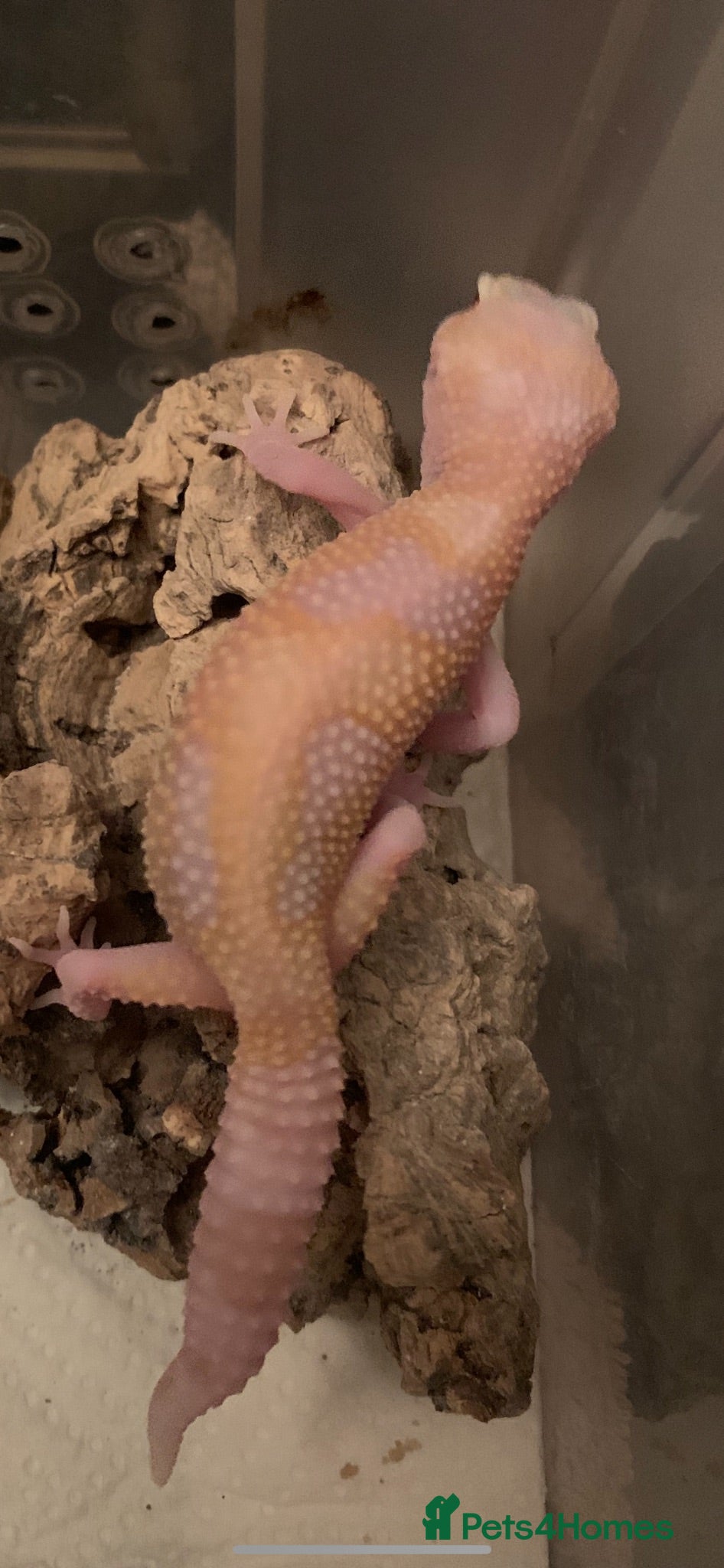 Leopard Gecko reptiles Albino leopard geckos cb26 - Advert 12