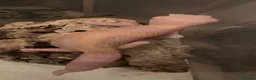 Leopard Gecko reptiles for sale: Albino leopard geckos cb26 - Advert 1