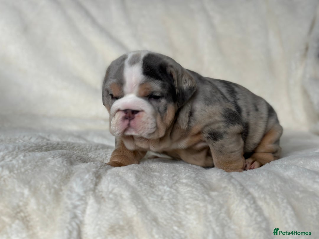 English Bulldog dogs for sale: British bulldog  - Image 12