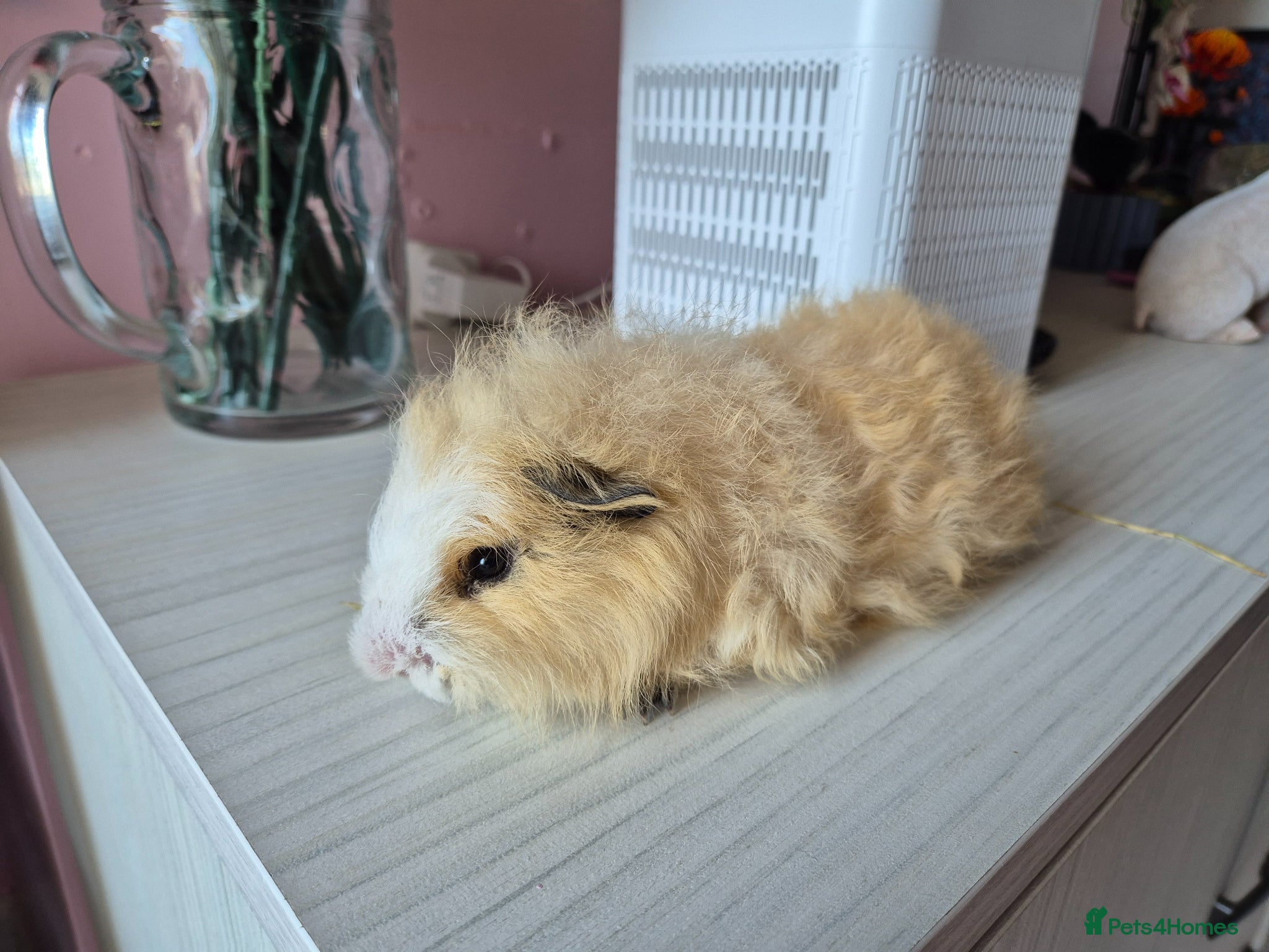 Guinea Pig rodents Baby male swiss guinea pig - Advert 9