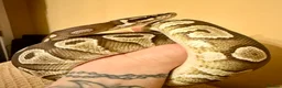 Python Snake reptiles for sale: Mojave Ball Python - Advert 2