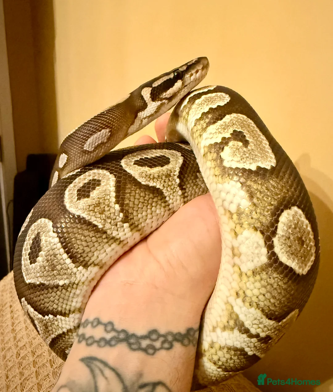 Python Snake reptiles for sale: Mojave Ball Python - Advert 2