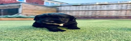 Cocker Spaniel dogs for sale: Working cocker spaniels for sale  - Advert 10