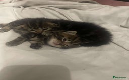 British Shorthair cats for sale: British shorthair, Russian blue and Persian mix   - Image 2