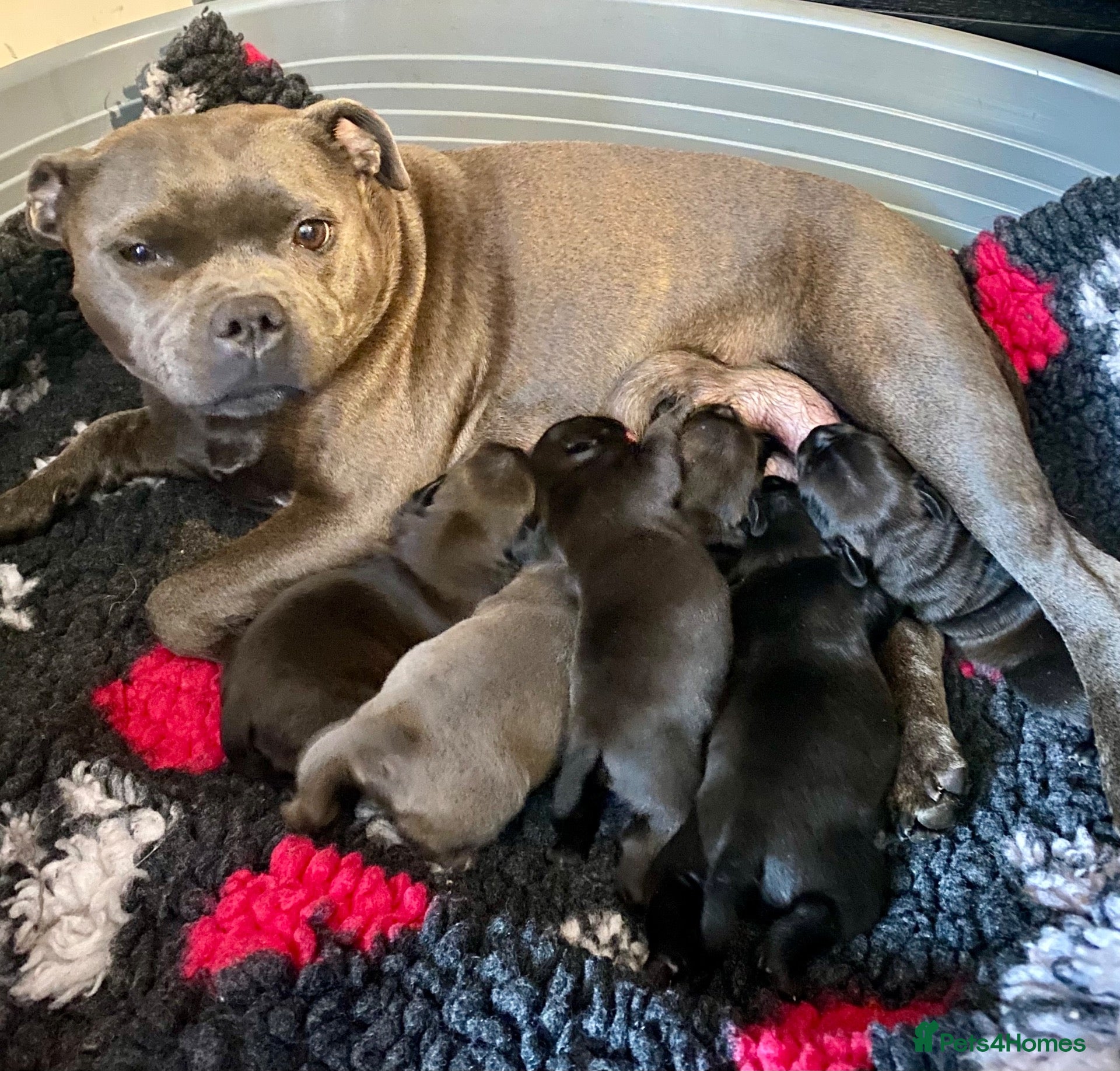 Staffordshire Bull Terrier dogs 🐾 KC  Staffordshire Bull Terrier Puppies - Advert 1